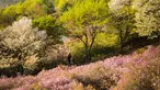 Pengunjung berjalan melewati semak bunga azalea di Taman Wonmi di Bucheon, sebuah kota di pinggiran Seoul (19/4/2022). Pada bulan April, saat musim semi mencapai puncaknya, bunga azalea berwarna merah muda dan putih akan memenuhi Taman Wonmi di Bucheon, Seoul. (AFP/ANTHONY WALLACE)