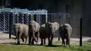 Gajah sirkus yang sudah pensiun terlihat di lingkungan mereka yang baru di Taman Safari Knuthenborg, Denmark, Sabtu (30/5/2020). Empat gajah itu dibeli pemerintah Denmark tahun lalu setelah dimulainya peraturan yang melindungi hewan liar dari bisnis pertunjukan. (Claus Bech/Ritzau Scanpix/AFP)