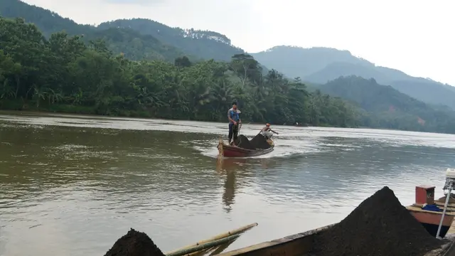 Menguak Asal Buaya Muara yang Terjerat Pemancing di Sungai Serayu