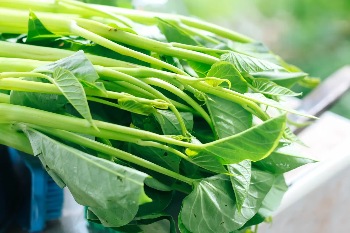 sayur kangkung