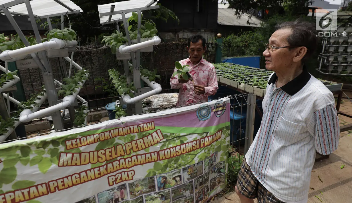 Warga melakukan perawatan tanaman hidroponik di kawasan Mangga Besar, Jakarta, Selasa (13/11). Kegiatan menanam hidroponik berupa sayuran dimanfaatkan warga di lahan kosong. (Liputan6.com/Johan Tallo)