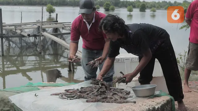 Udang Windu Muara Badak