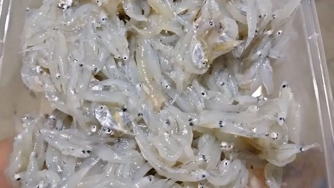 Resep Teri Nasi Basah, Sumber Makanan Laut Kaya Nutrisi