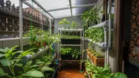 9 Model Kebun Sayur Mini di Rumah yang Cocok Buat Iklim Panas, Penuhi Pangan Harian