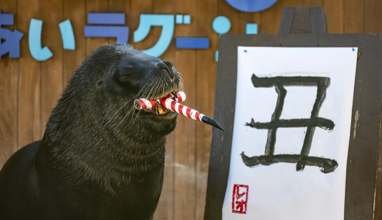 Leo, seekor singa laut berusia 18 tahun berpose setelah menulis karakter China untuk kerbau selama pratinjau pers di Yokohama Hakkeijima Sea Paradise di Yokohama, Jepang, Sabtu (26/12/2020).  Berdasarkan astrologi China, tahun 2021 mendatang akan menjadi Tahun Kerbau Logam. (Philip FONG / AFP)
