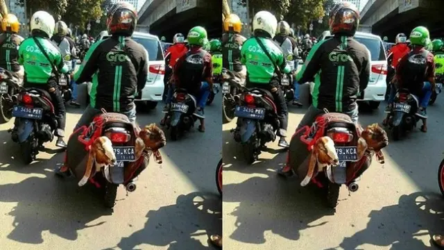 Kocak, Sejumlah Hal Absurd Ini Juga Bisa Diboncengi Dengan Motor