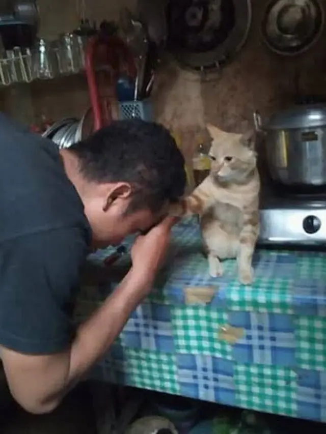 6 Momen Kompak Kucing dan Majikan Saling Minta Maaf Ini Bikin Senyum