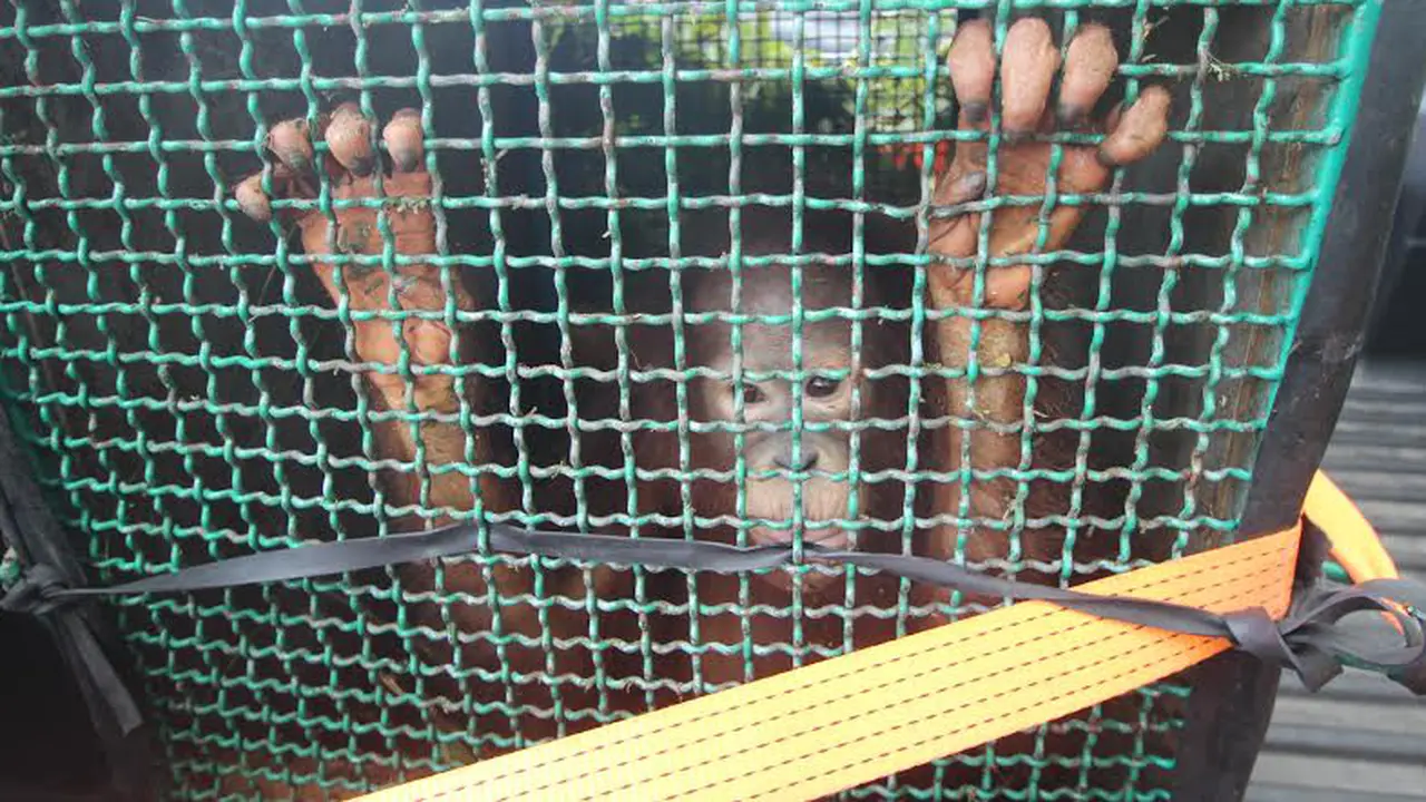 20160210-'Perang' untuk Orangutan-Balikpapan