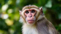 5 Fakta tentang Monkey Malaria, Penyakit Zoonotik yang Kasusnya Ada di Indonesia