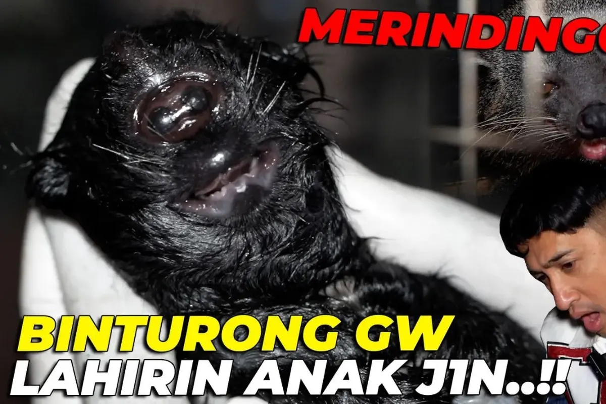 Irfan Hakim Takjub Dapati Kondisi Bayi Binturong Miliknya yang Lahir dengan Satu Mata dan Bertanduk: Allah Maha Pencipta Segala Bentuk