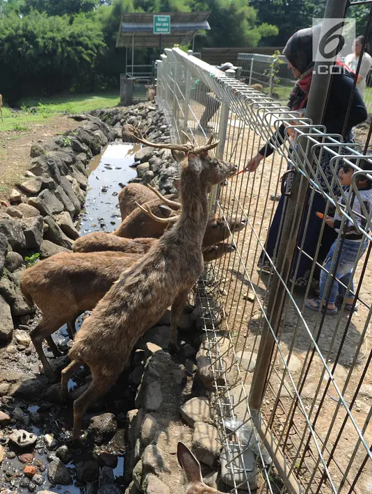Seorang ibu mengajak anaknya memberi makan rusa Jawa yang ada di penangkaran dekat pintu masuk Perumahan BNR, Bogor, Jawa Barat, (19/6). Penangkaran rusa Jawa ini menjadi salah satu tempat wisata favorit warga Jabotabek. (Merdeka.com/Arie Basuki)