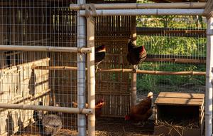 Model Kandang Ayam Kombinasi Bambu dan Jaring Kawat (Foto: AI)