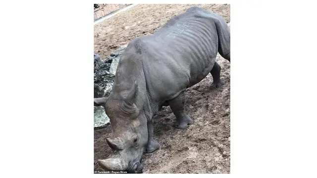 Pengunjung Garuk Punggung Badak dengan Jari, Fotonya Bikin Geram