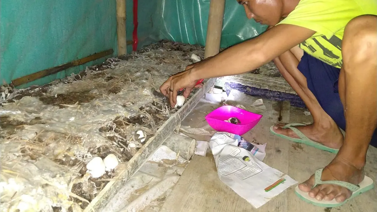 Budidaya Jamur Merang