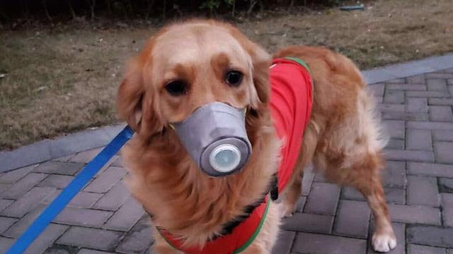 anjing Pakai Masket di China