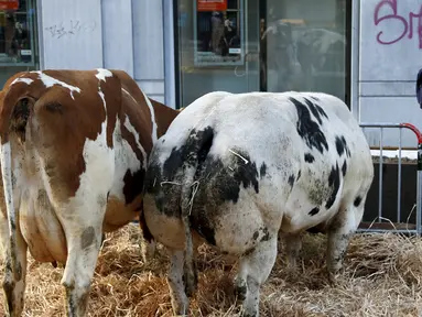 Tampak dua ekor sapi lengkap dengan alas jerami dijalan depan Gedung Kementerian Pertanian Uni Eropa, Brussels , Belgia, (14/3). Aksi tersebut dilakukan untuk memprotes harga jual hewan ternak yang tergolong rendah. (REUTERS/Francois Lenoir)