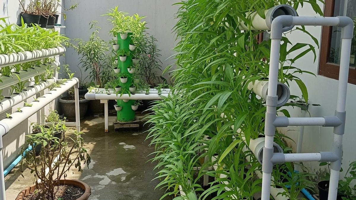 Cara Tanam Kangkung Hidroponik 15 Hari Panen, Cocok untuk Pemula
