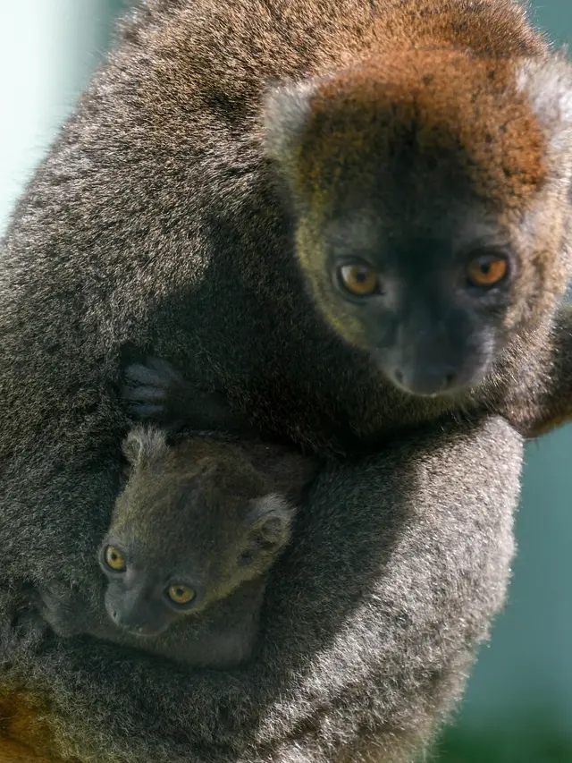 Bayi Lemur