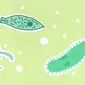 Ilustrasi Protozoa (Photo by Monstera from Pexels)