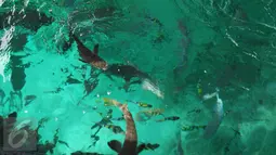 Sejumlah ikan di Pulau Piaynemo di Kabupaten Raja Ampat, Papua Barat. Pulau ini menjadi salah satu ikon Raja Ampat dan tempat favorit para turis untuk berfoto-foto. (Liputan6.com/Zulfi Suhendra)