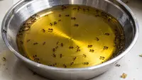 Apakah Minyak yang Disemuti Masih Aman untuk Masak? Ini Penjelasan Ilmiahnya