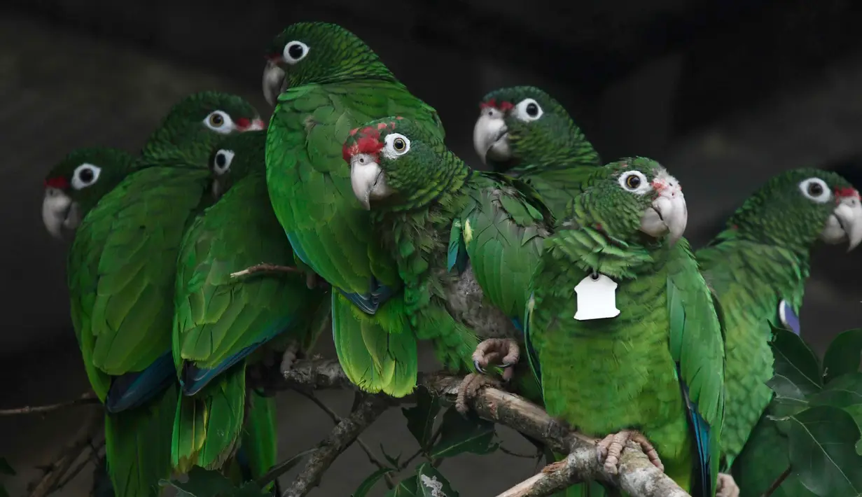 Burung beo Puerto Rico berkumpul di pusat penangkaran di Iguaca Aviary, El Yunque, Puerto Rico, (6/11). Beo Puerto Rico terancam punah setelah lebih dari separuh populasi mereka hilang ketika Badai Maria. (AP Photo/Carlos Giusti)