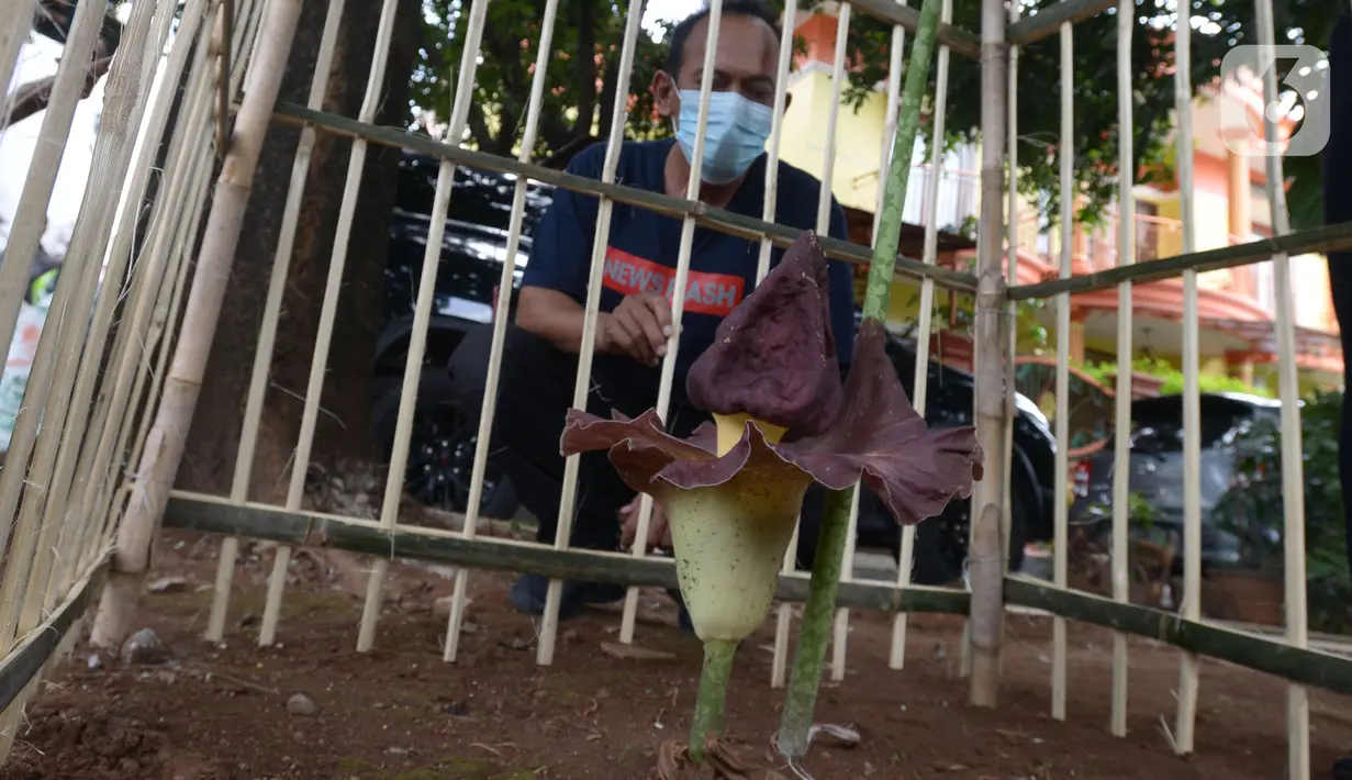 Seorang warga melihat Bunga Bangkai (Amorphophallus Titanium) yang tumbuh di Taman Perumahan Pondok Kopi RW 09, Jakarta Timur, Rabu (17/11/2021). Bunga bangkai yang sudah ditanam selama 4 tahun dengan tinggi 50 cm baru tumbuh bunga 3 hari dan mengeluarkan bau tidak sedap. (merdeka.com/Imam Buhori)