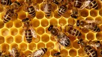 Lebah Menghasilkan Cairan Menyerupai Sirup. Dari Mana Asalnya? (Sumber Foto: raspberrypi.com)