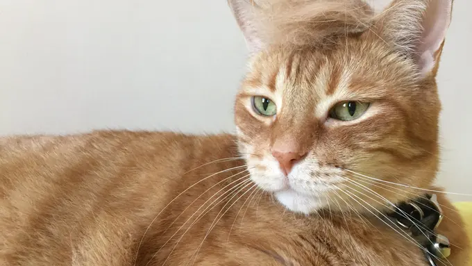 Trump Hair, Kucing Ternyata Enggak Kalah Modis dari Manusia