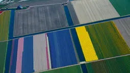 Warna-warni ladang bunga tulip De Keukenhof di Lisse, Belanda, Jumat (20/4). Terdapat tujuh juta tulip di ladang De Keukenhof. (AP Photo / Peter Dejong)