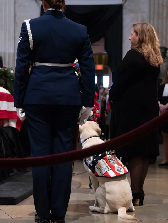 Sully, anjing mendiang George H.W. Bush memberikan penghormatan kepada sang tuan di Gedung Capitol, Washington, Senin (3/12). Sully diberikan kepada Bush sebagai hadiah pada Juni lalu setelah istrinya, Barbara Bush, meninggal dunia. (Alex Edelman / AFP)