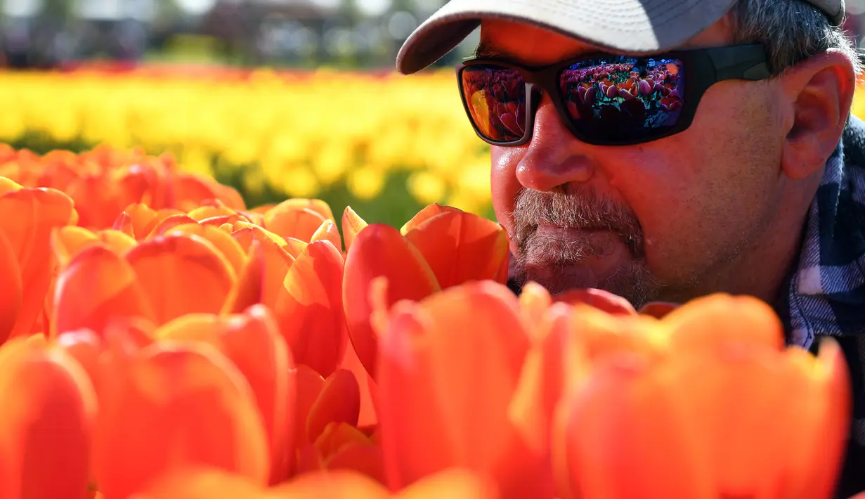 Pengontrol kualitas Laurie Hampton memeriksa bunga tulip selama Tesselaar Tulip Festival di Silvan, Dandenong Ranges, Melbourne (27/9). Pengunjung antusias melihat lebih dari satu juta warna-warni bunga, termasuk 900.000 tulip. (AFP Photo/William West)