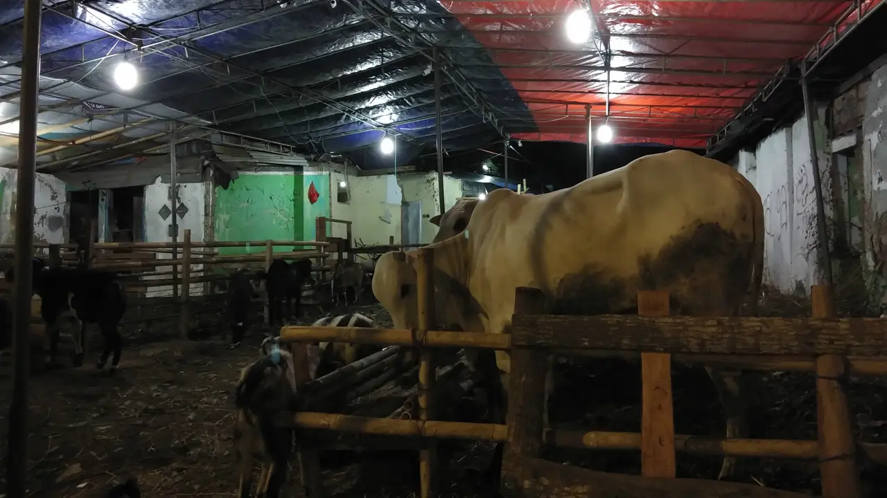 Pedagang hewan kurban di kawasan Jalan Raya Pasar Minggu, Jakarta Selatan, Sabtu (10/8/2019).