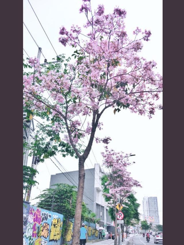 Bunga tabebuya di Surabaya (foto: Twitter/@Ifainina)