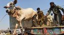 Pedagang ternak menurunkan sapi saat tiba di pasar ternak yang disiapkan untuk menyambut Idul Adha di Karachi, Pakistan, Senin (14/9). Muslim di seluruh dunia sedang mempersiapkan untuk menyambut datangnya Hari Raya Idul Adha. (AFP PHOTO/RIZWAN Tabassum)
