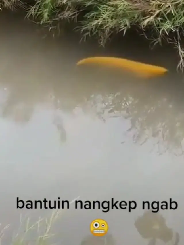 Viral Diduga Arwana Golden Senilai Rp 20 Juta Renang Bebas di Parit, Bikin Heboh