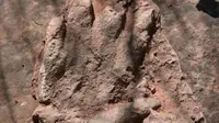 Seorang pendaki amatir kaget saat menemukan fosil kaki dinosaurus yang hidup 230 juta tahun yang lalu