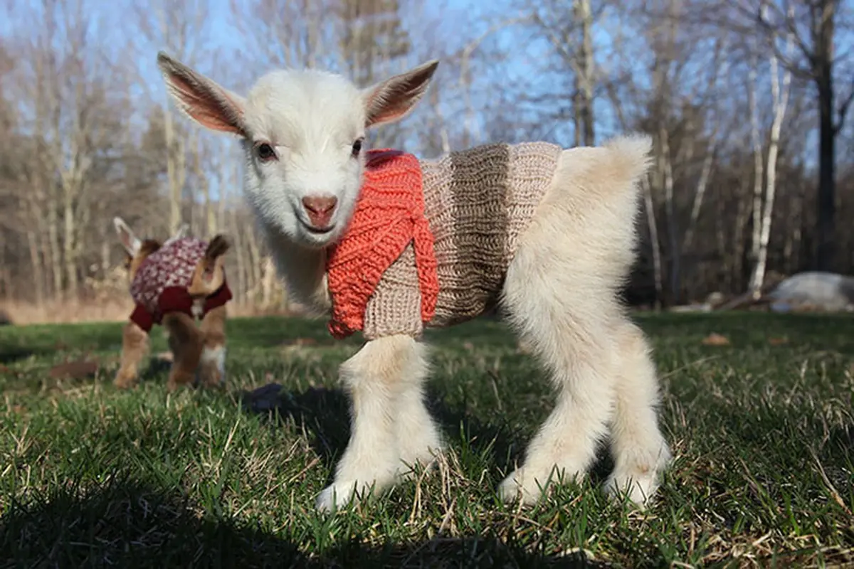 Kambing1
