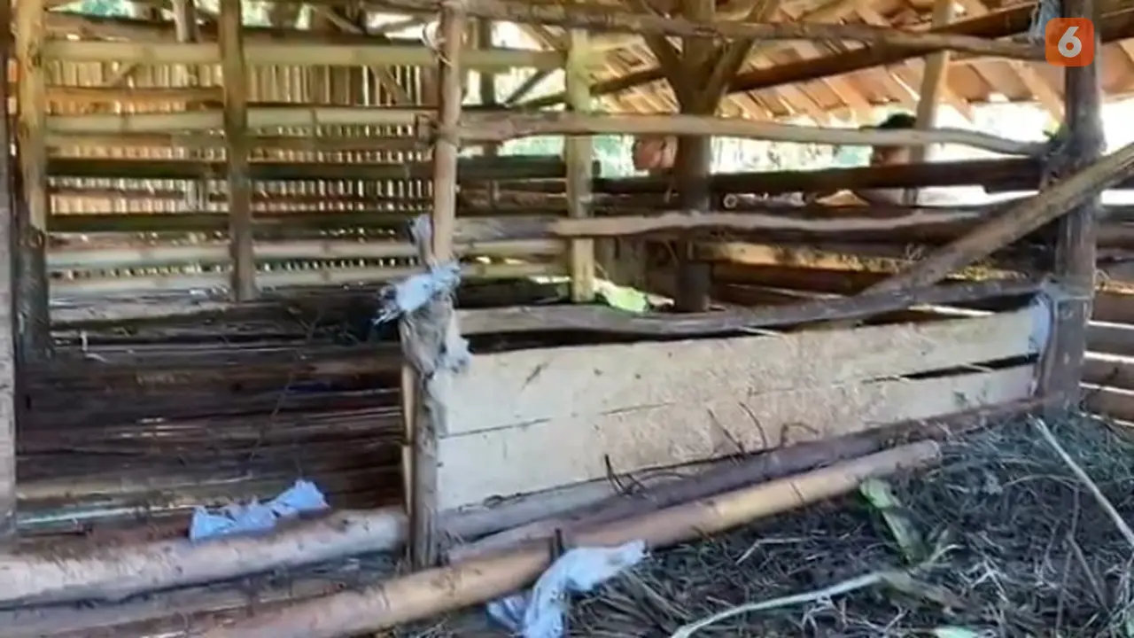 Hewan ternak kambing milik warga mati tragis diduga dimangsa hewan buas macan tutul di Kabupaten Sukabumi (Liputan6.com/Fira Syahrin).