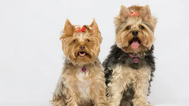 Yorkshire Terrier.