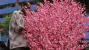 Pedagang bersiap mengantar bunga meihua ke pembeli di kawasan Asemka, Jakarta, Selasa (21/1/2020). Bunga meihua dijual dengan harga Rp 200 ribu hingga Rp 2 juta tergantung tinggi pohon. (Liputan6.com/Herman Zakharia)