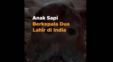 Seekor sapi berkepala dua baru-baru ini lahir di desa Gomati, India Timur. Kondisi ini sangat langka terjadi. Kondisi ini disebut ‘Polycephaly’ atau hewan yang memiliki tengkorak yang menyatu, dua pasang mata, dua mulut dan dua telinga.