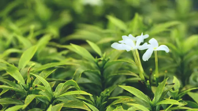 ilustrasi aromaterapi melati/unsplash