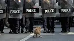 Seekor anjing jongkok saat polisi antihuru-hara dengan perlengkapan lengkap menghalangi pengunjuk rasa yang berbaris menuju tempat KTT APEC di Bangkok, Thailand, Jumat (18/11/2022). KTT APEC yang berlangsung pada tanggal 18-19 November 2022 diwarnai aksi unjuk rasa. (AP Photo/Wason Wanichakorn)