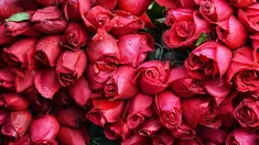 Bunga mawar terlihat di pasar bunga grosir di Kolkata, India (7/20). Jelang perayaan hari Valentine, bunga mawar banyak diburu dari tanggal 7 Februari dengan ditandai dengan Rose Day. (AFP Photo/Dibyangshu Sarkar)