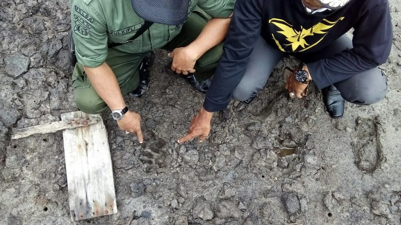 Jejak harimau mangsa ternak warga di Riau