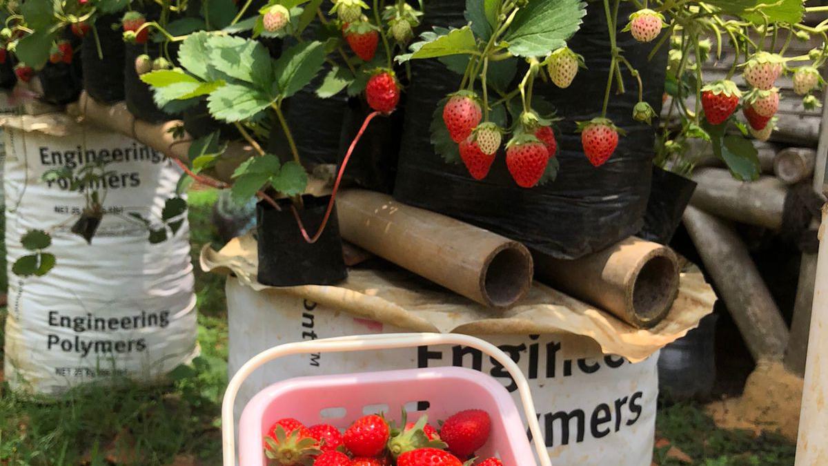 6 Jenis Tanaman Buah Mini yang Bisa Ditaman di Pot Teras Rumah, Percantik Halaman Anda