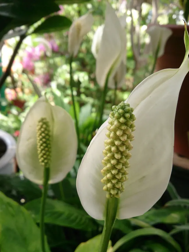 Peace Lily