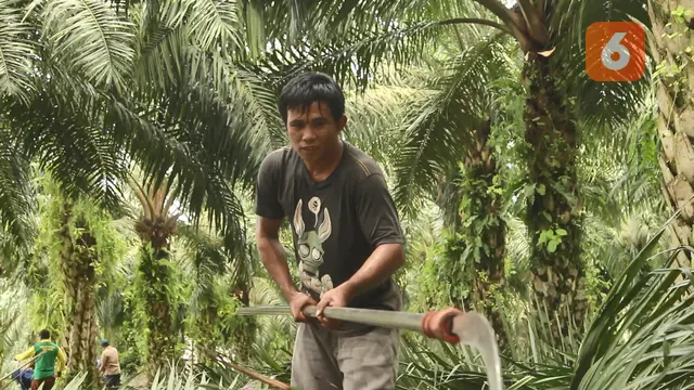 Kebun Kelapa Sawit