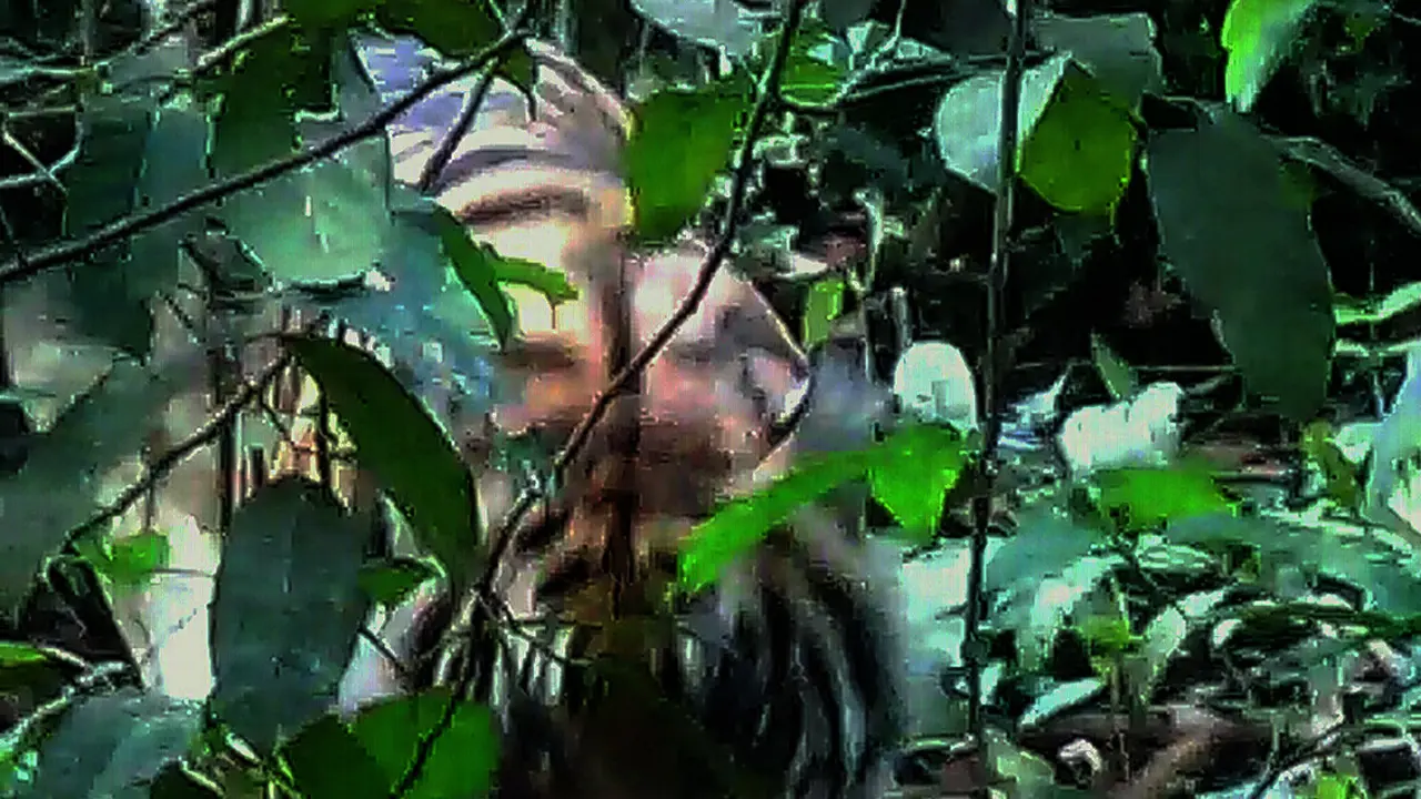 Harimau pemangsa karyawati